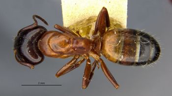 Media type: image;   Entomology 21525 Aspect: habitus dorsal view